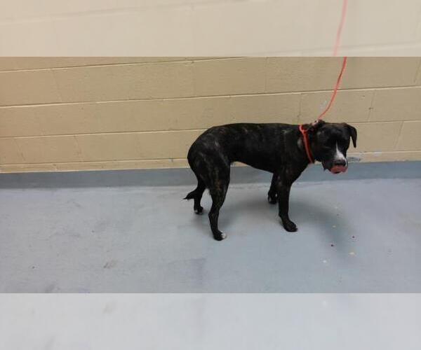 Medium Photo #1 Mutt Puppy For Sale in Tulsa, OK, USA