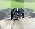 Small Photo #6 American Bully Puppy For Sale in PLAINFIELD, CT, USA