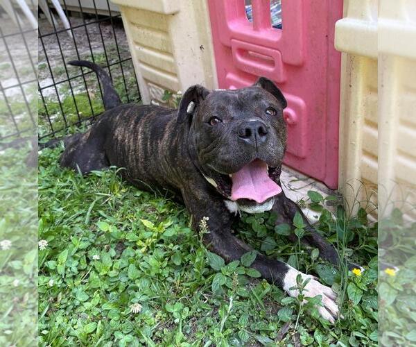 Medium Photo #1 American Bulldog-Unknown Mix Puppy For Sale in Virginia Beach, VA, USA