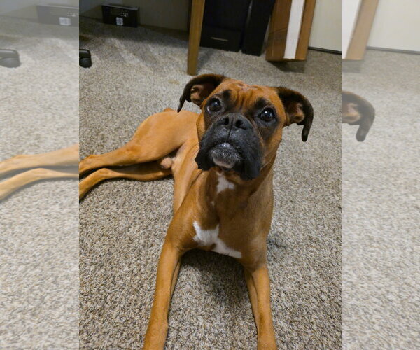 Medium Photo #2 Boxer Puppy For Sale in Dumont, NJ, USA