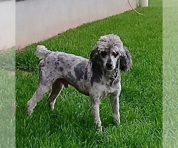 Medium Photo #1 ShihPoo Puppy For Sale in GORDONVILLE, PA, USA