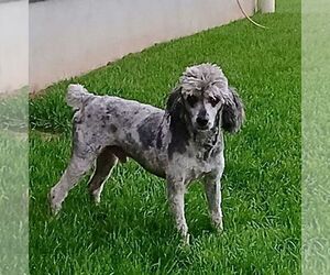 Father of the ShihPoo puppies born on 04/14/2025