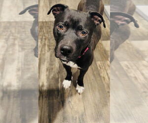 Labrador Retriever-Unknown Mix Dogs for adoption in Princeton, MN, USA