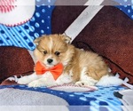 Small Photo #4 Pomeranian Puppy For Sale in OXFORD, PA, USA