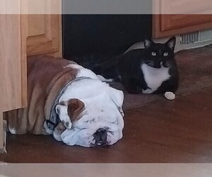 Father of the English Bulldog puppies born on 04/22/2025