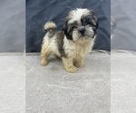 Small Photo #13 Shih Tzu Puppy For Sale in SAINT AUGUSTINE, FL, USA