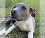 Small Bulldog Mix