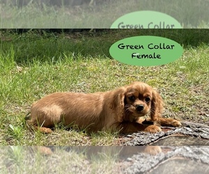 Cavalier King Charles Spaniel Puppy for sale in AUGUSTA, WI, USA