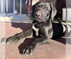 Mutt Dogs for adoption in MIDWAY, UT, USA