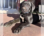 Diego - Male Mutt Dog for Adoption - Small photo
