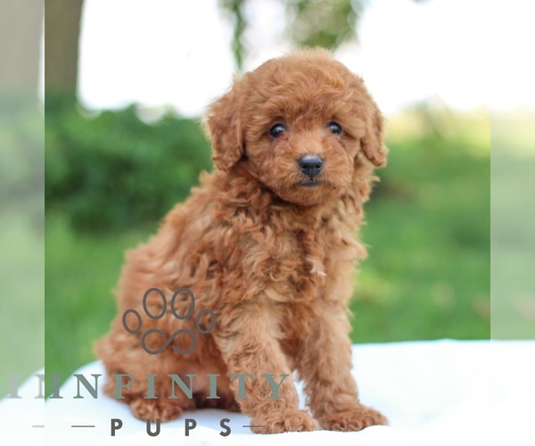 Medium Photo #3 Goldendoodle (Miniature) Puppy For Sale in LITITZ, PA, USA