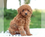 Small #2 Goldendoodle (Miniature)