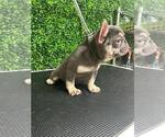 Small Photo #28 French Bulldog Puppy For Sale in PARADISE VALLEY, AZ, USA