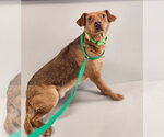 Small #2 Beagle Mix