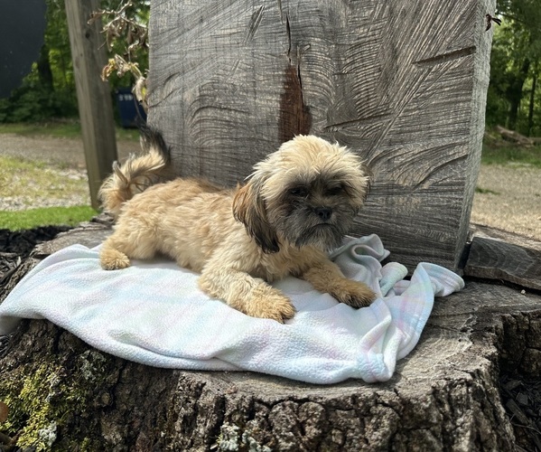 Medium Photo #1 Shih Tzu Puppy For Sale in HARDY, AR, USA