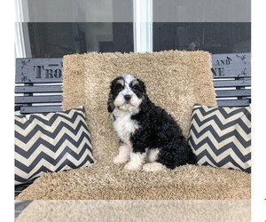 Miniature Bernedoodle Puppy for sale in CLEVELAND, NC, USA