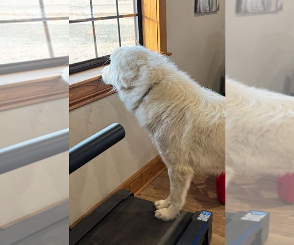 Medium Photo #4 Great Pyrenees Puppy For Sale in Winter Park, CO, USA