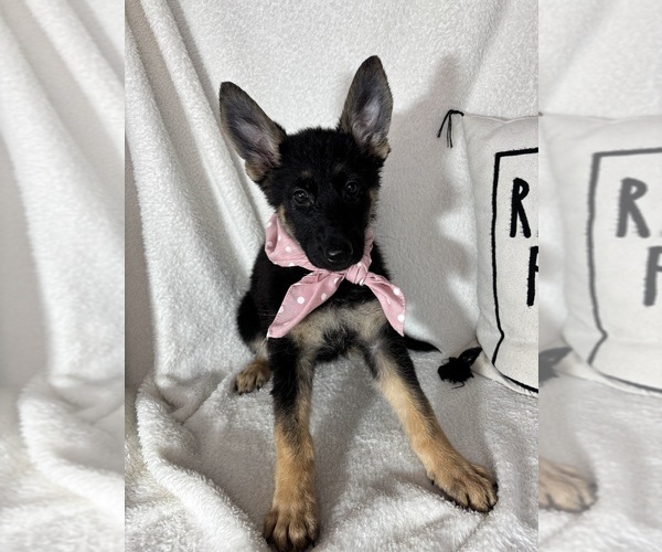 Medium Photo #1 German Shepherd Dog Puppy For Sale in GREENFIELD, IN, USA