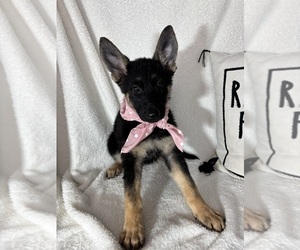 German Shepherd Dog Puppy for sale in GREENFIELD, IN, USA