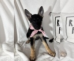 Small German Shepherd Dog