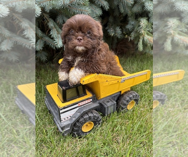 Medium Photo #1 Shih Tzu Puppy For Sale in MIDDLEBURY, IN, USA