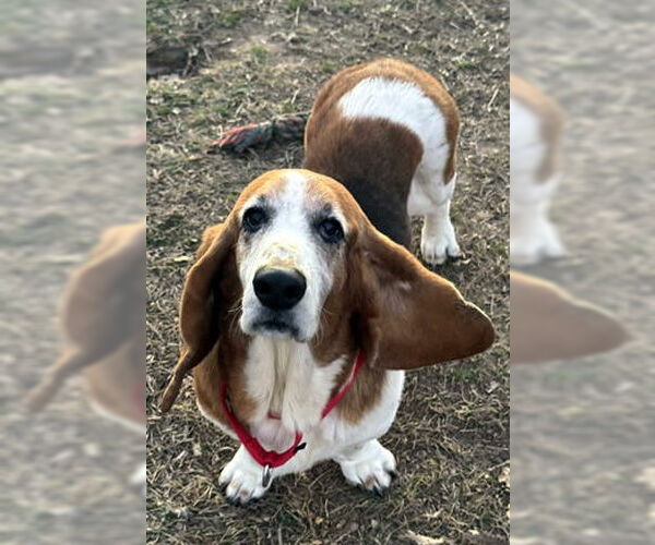 Medium Photo #3 Basset Hound Puppy For Sale in Deepwater, NJ, USA