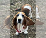 Small #2 Basset Hound