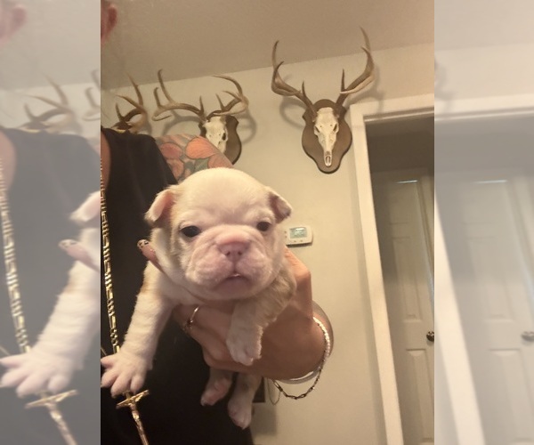 Medium Photo #3 French Bulldog Puppy For Sale in DOVER, FL, USA