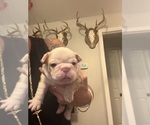 Small #2 French Bulldog