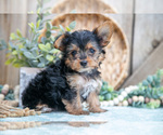 Puppy Amber Yorkshire Terrier