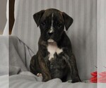 Small Photo #1 Boxer Puppy For Sale in NEW HOLLAND, PA, USA