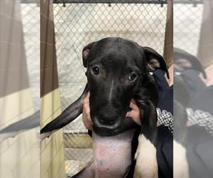 Mutt Dogs for adoption in Woodland, CA, USA