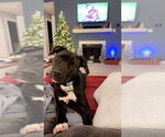 Small #4 American Staffordshire Terrier Mix