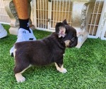 Small #10 French Bulldog