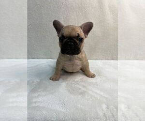 French Bulldog Puppy for sale in CHARLESTON, SC, USA