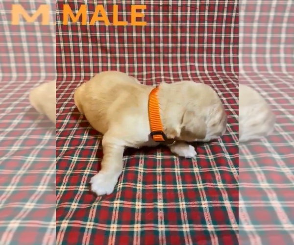 Medium Photo #3 Golden Retriever Puppy For Sale in HALDEMAN, KY, USA