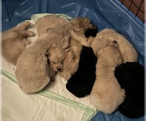 Golden Pyrenees Puppy for sale in EAST JORDAN, MI, USA
