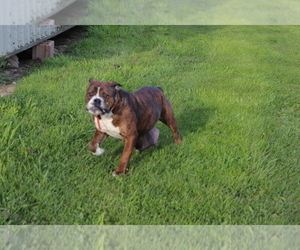 Mother of the Olde English Bulldogge puppies born on 04/08/2020