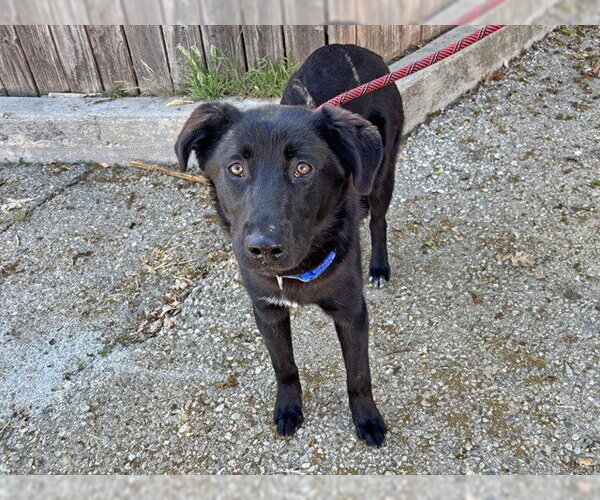 Medium Photo #2 German Shepherd Dog Puppy For Sale in Ojai, CA, USA