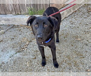 LOKITO - Male German Shepherd Dog Dog for Adoption - Photo #2