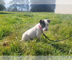 Mutt Dogs for adoption in McKinleyville, CA, USA