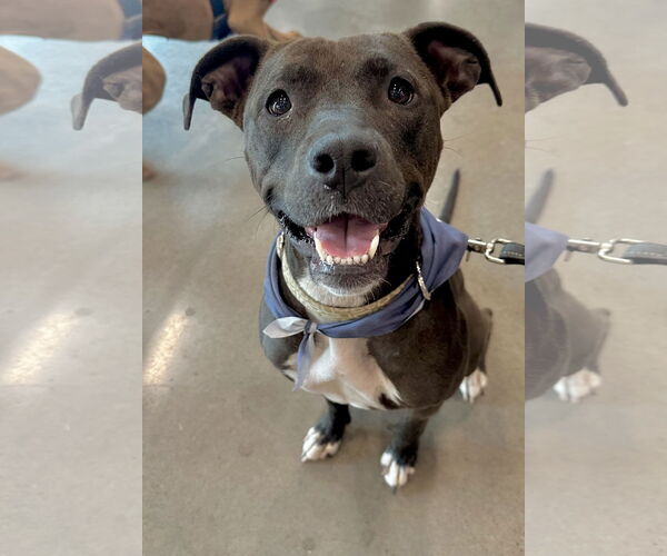 Medium Photo #1 American Pit Bull Terrier-Unknown Mix Puppy For Sale in Germantown, OH, USA