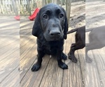Small Photo #7 Labrador Retriever Puppy For Sale in MARIETTA, GA, USA