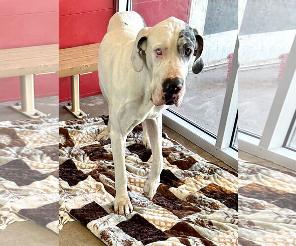 Medium Photo #3 Great Dane Puppy For Sale in Lakewood, CO, USA