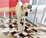 Small #2 Great Dane