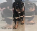 Small Photo #10 Rottweiler Puppy For Sale in KISSIMMEE, FL, USA