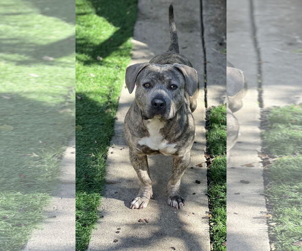 Medium Photo #2 Dachshund-Unknown Mix Puppy For Sale in Dana Point, CA, USA