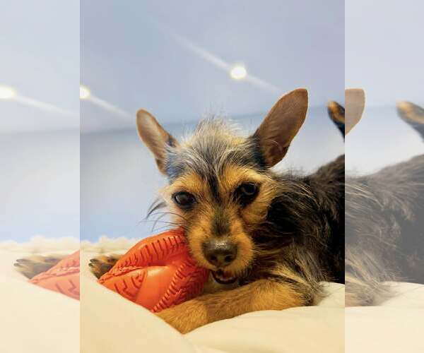 Medium Photo #9 Mutt Puppy For Sale in Arlington, VA, USA