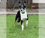 Small Border Collie
