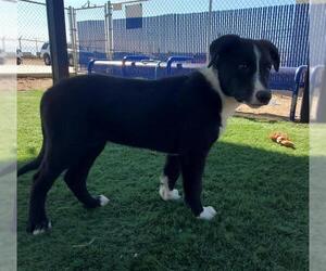 Border Collie Dogs for adoption in HESPERIA, CA, USA